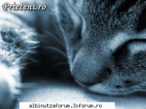 pisici - aici punem poze si vorbim despre pisici!ce parere - Animalute